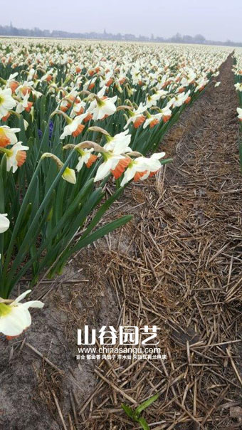 Narcissus Lisse 12-4.jpg