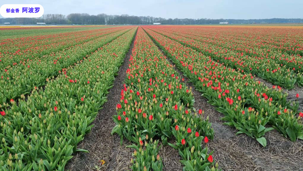 8-Tulip-Apeldoorn.jpg